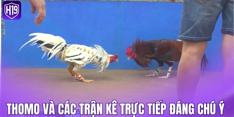 Thomo và các trận kê trực tiếp đáng chú ý